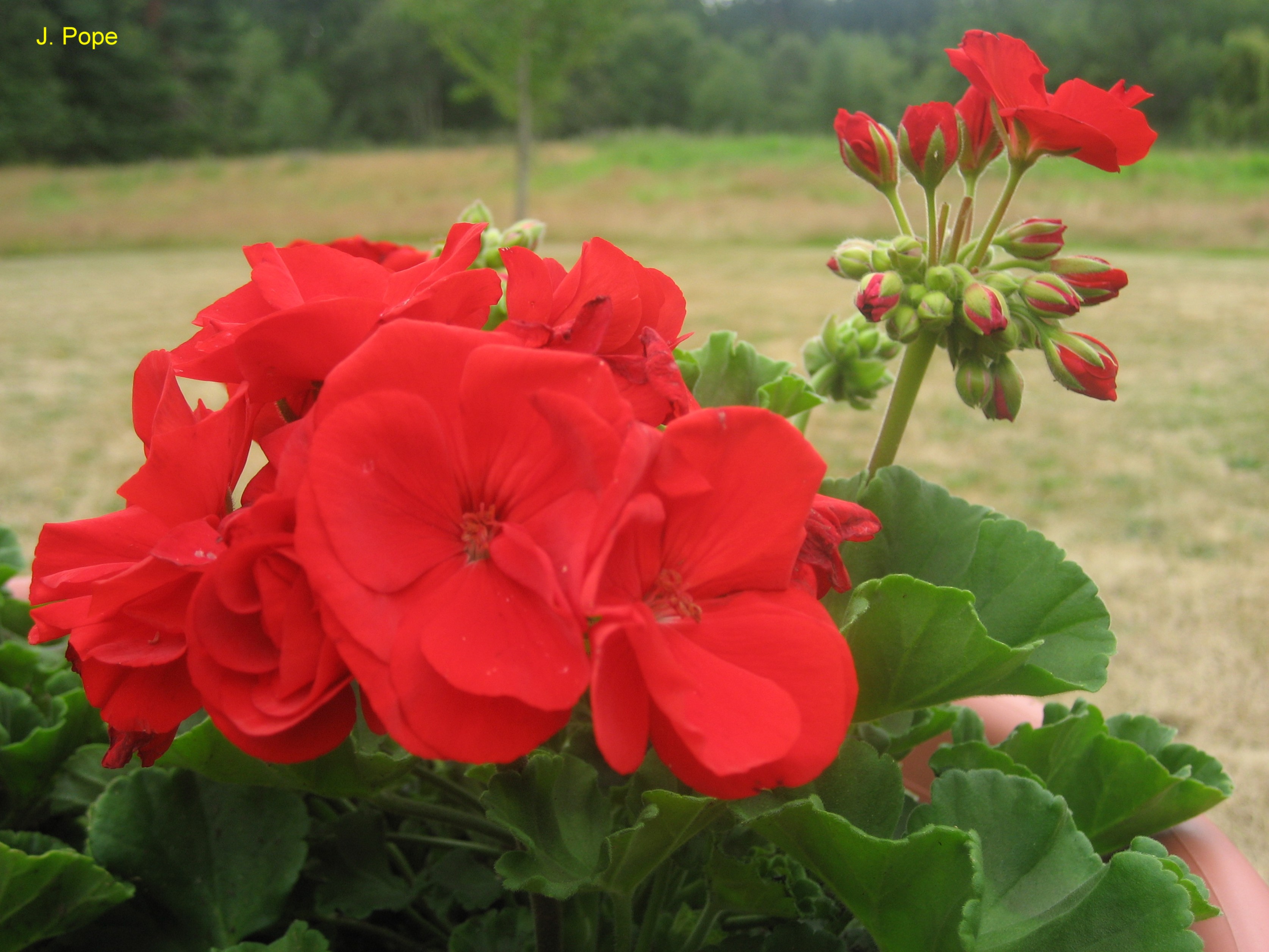 Online Plant Guide Pelargonium X Hortorum Garden Geranium